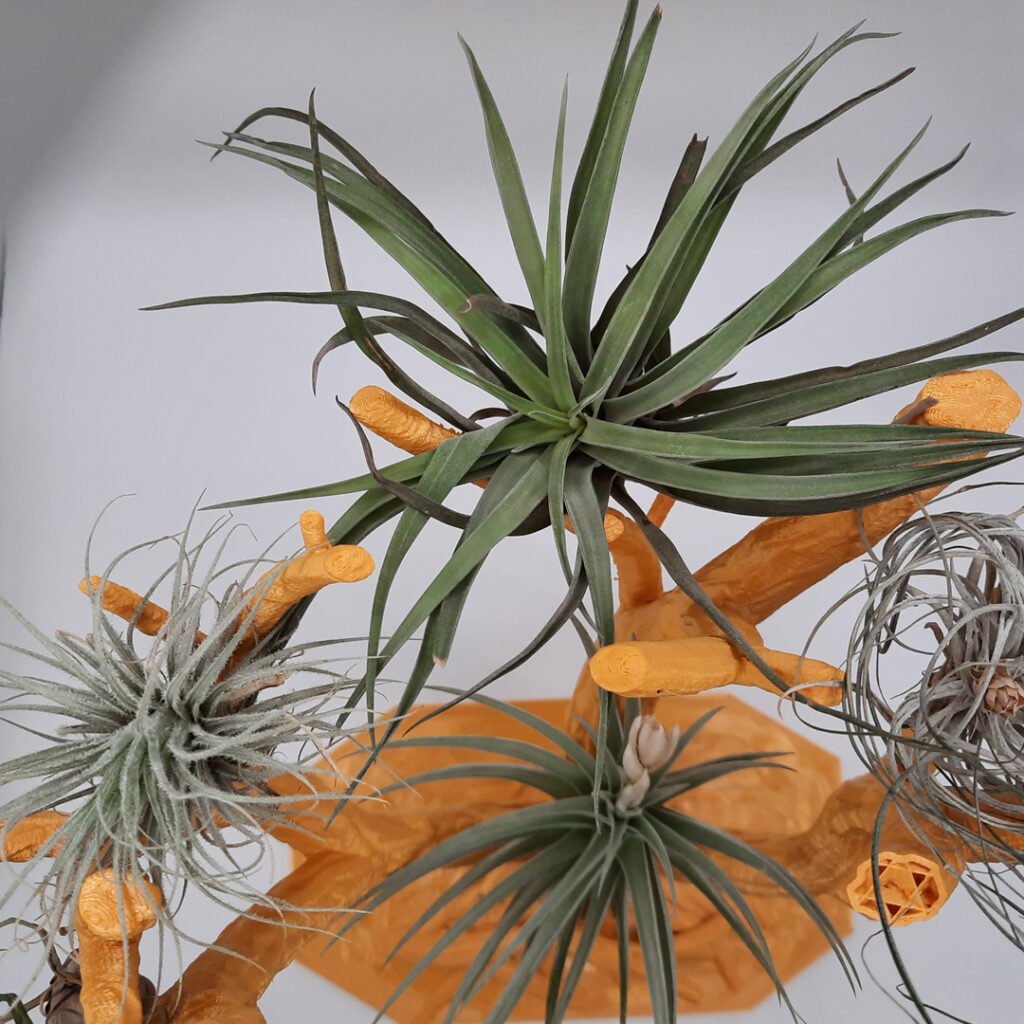 Arbre support 3D avec Tillandsias