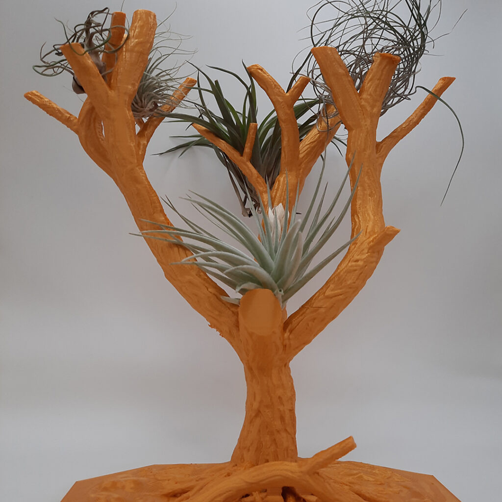 Arbre pour Tillandsias